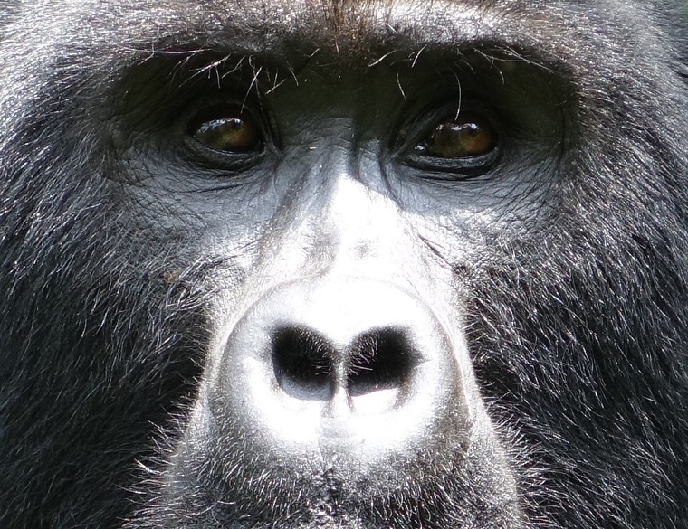 Gorilas en Bwindi national park Uganda
