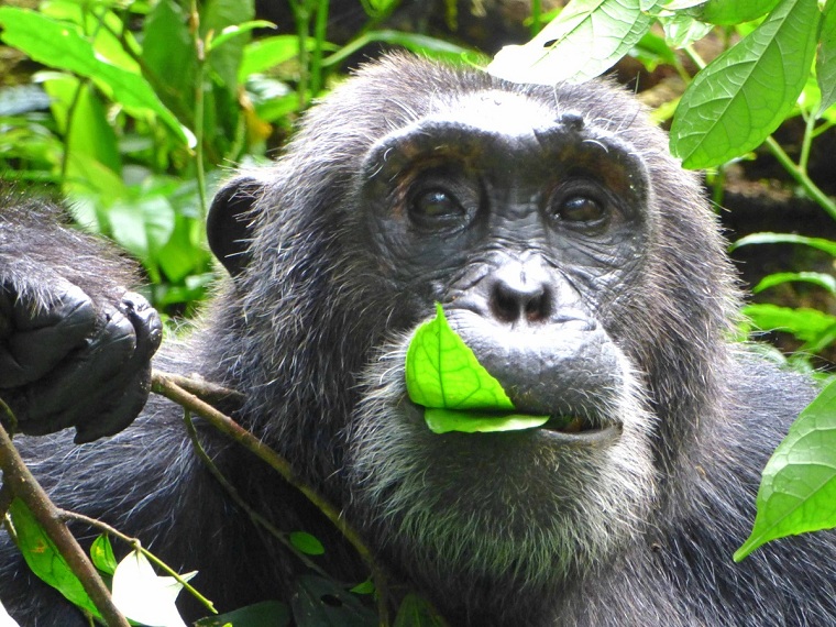chimpances en kibale national park