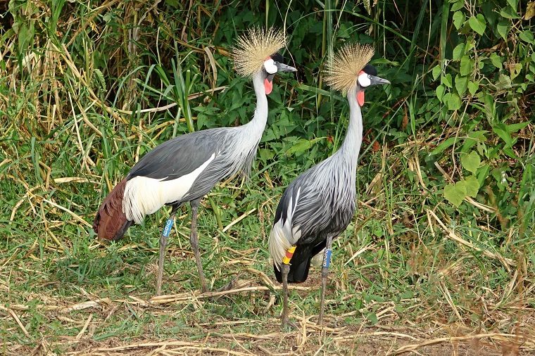 Qué ver en Akagera National Park en Ruanda