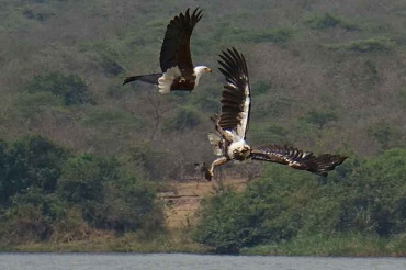 Qué ver en Akagera National Park en Ruanda