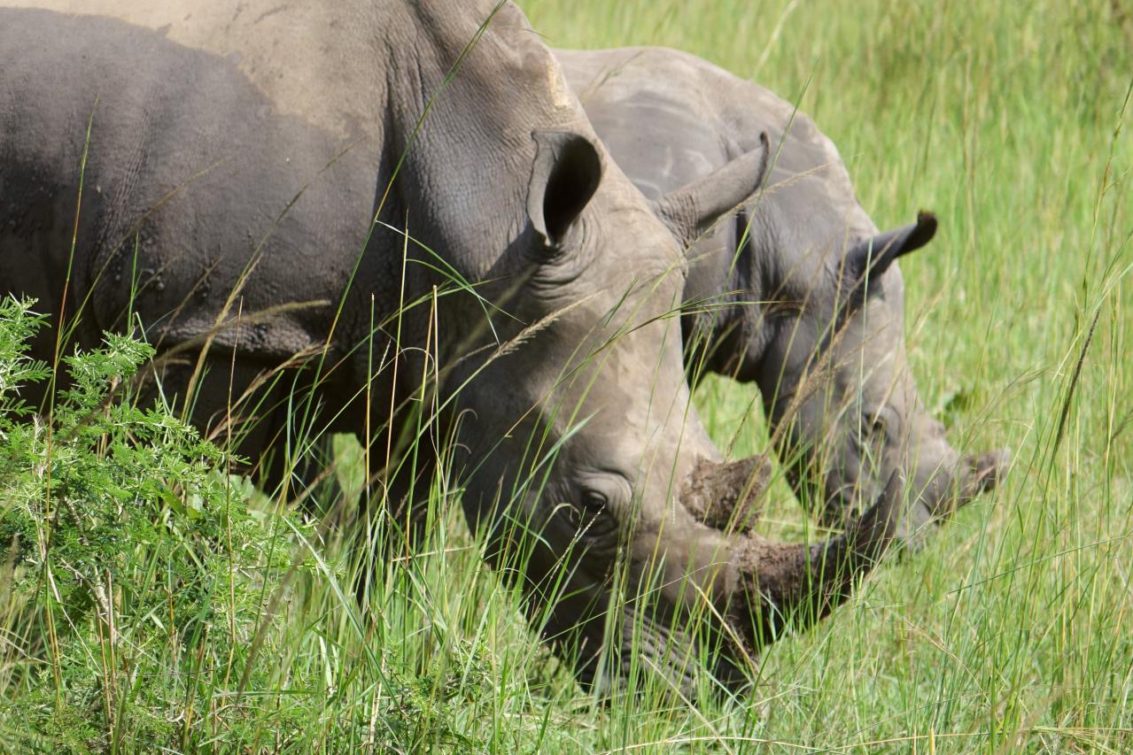 Rinocerontes en el Ziwa Rhino Sanctuary