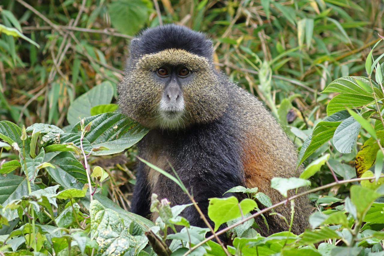 Golden Monkeys en parque nacional de los volcanes