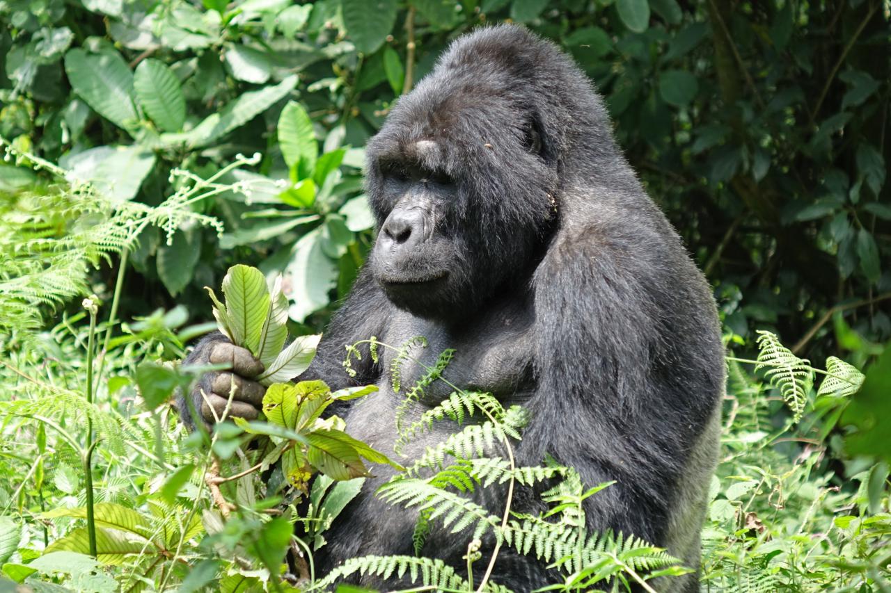 Gorilas en Bwindi National Park en Uganda