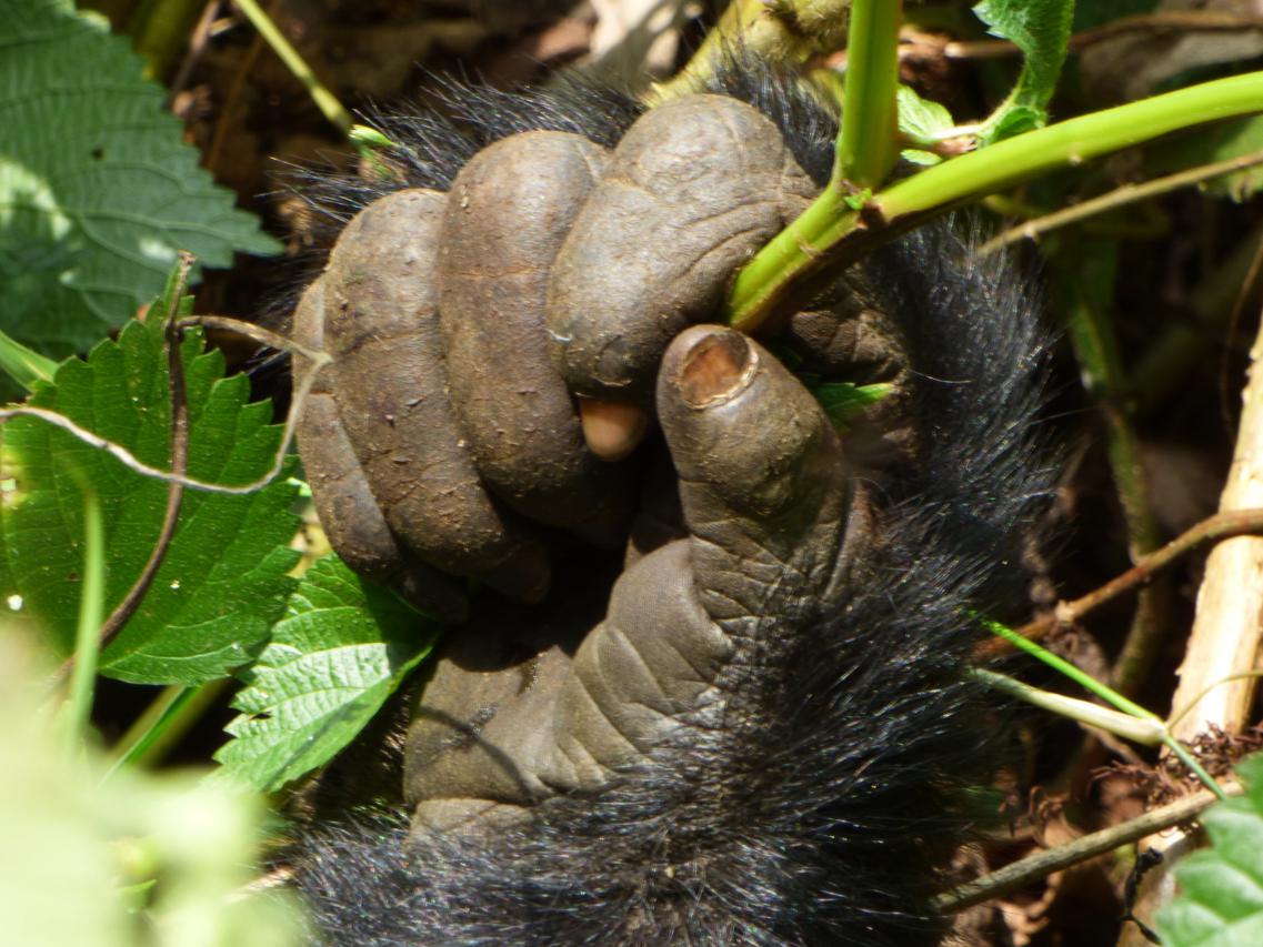 Gorilas en Bwindi National Park en Uganda