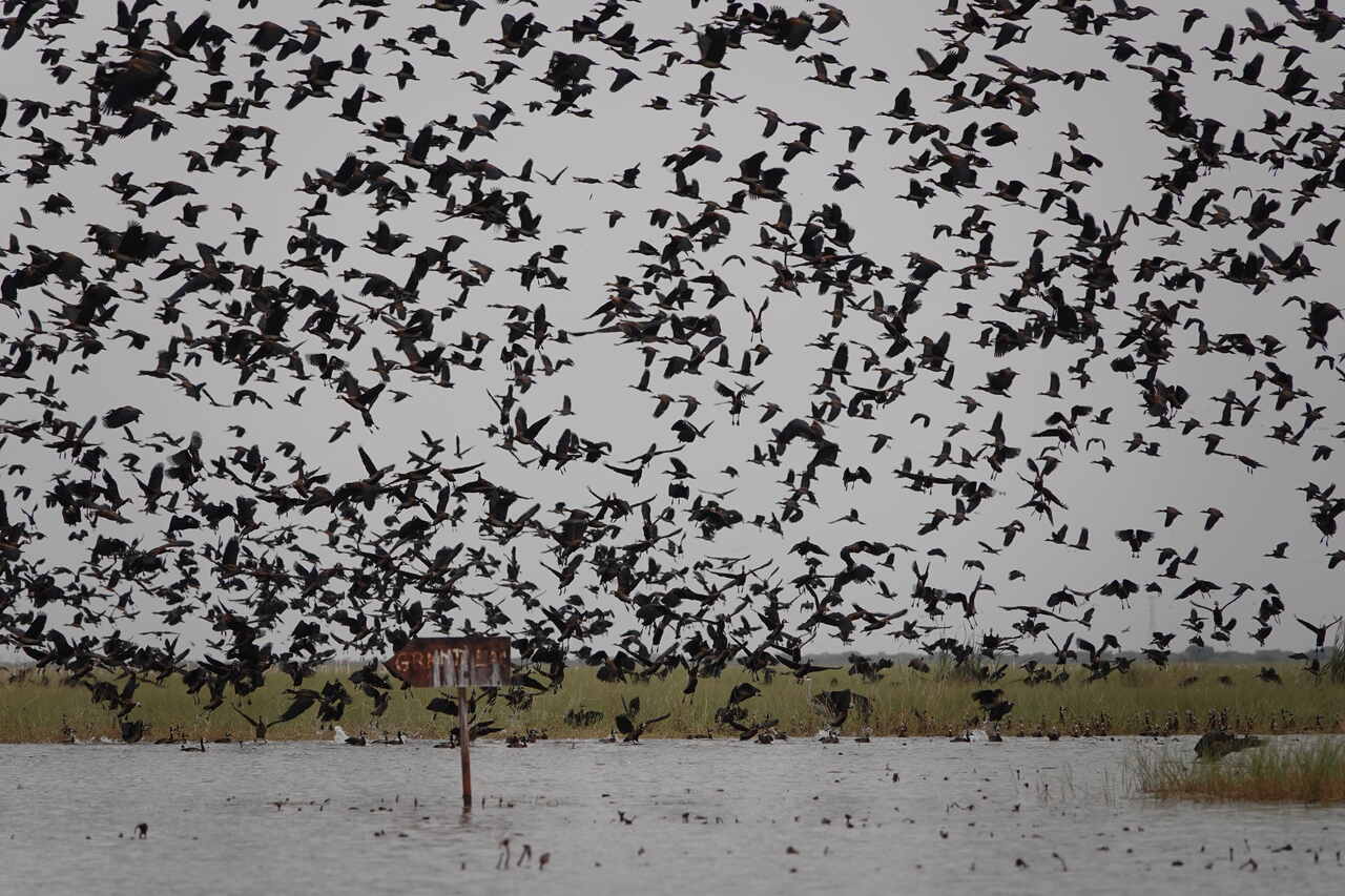 Aves en el Parque Nacional de Djoudj en Senegal